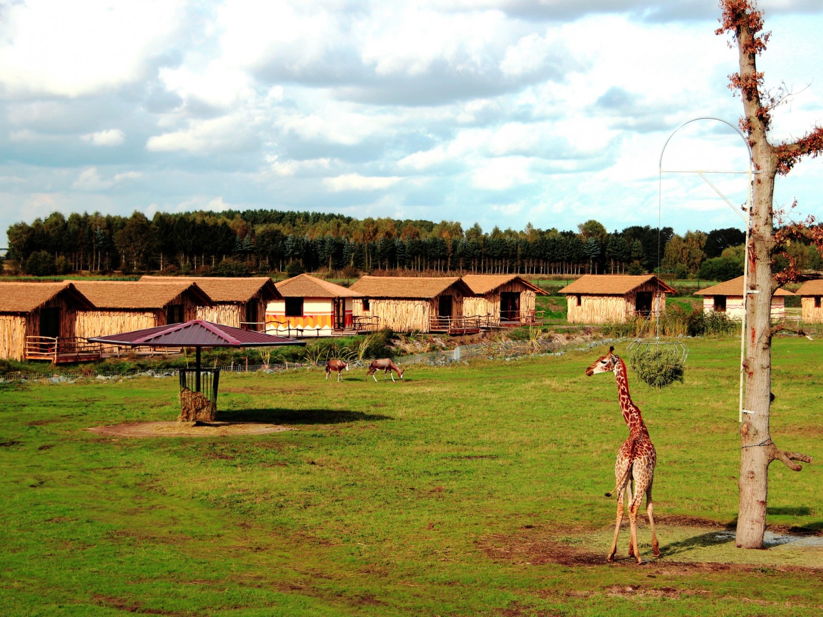 serengeti safari lodges hodenhagen